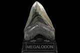 Serrated, 4.89" Fossil Megalodon Tooth - South Carolina - #129447-2